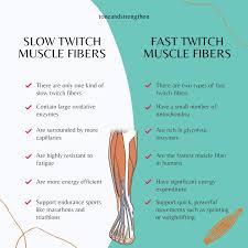 Fast Twitch Vs Slow Twitch Muscle Fibers